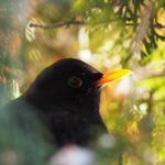 Yekaterina Gluhova [Kate Smith]